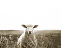 Picture of Field Sheep  _GroupedProduct_Rectangle_Landscape_Photography _GroupedProduct_Rectangle_Landscape_Unframed_Print_Only_