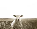 Picture of Field Sheep  _GroupedProduct_Rectangle_Landscape_Photography _GroupedProduct_Rectangle_Landscape_Unframed_Print_Only_
