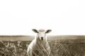 Picture of Field Sheep  _GroupedProduct_Rectangle_Landscape_Photography _GroupedProduct_Rectangle_Landscape_Unframed_Print_Only_