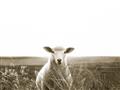 Picture of Field Sheep  _GroupedProduct_Rectangle_Landscape_Photography _GroupedProduct_Rectangle_Landscape_Unframed_Print_Only_