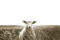 Picture of Field Sheep  _GroupedProduct_Rectangle_Landscape_Photography _GroupedProduct_Rectangle_Landscape_Unframed_Print_Only_