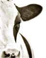 Picture of Side Cow _GroupedProduct_Rectangle_Portrait_Photography _GroupedProduct_Rectangle_Portrait_Unframed_Print_Only_