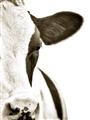 Picture of Side Cow _GroupedProduct_Rectangle_Portrait_Photography _GroupedProduct_Rectangle_Portrait_Unframed_Print_Only_