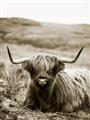 Picture of Furry Brown Cow _GroupedProduct_Rectangle_Portrait_Photography _GroupedProduct_Rectangle_Portrait_Unframed_Print_Only_