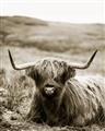 Picture of Furry Brown Cow _GroupedProduct_Rectangle_Portrait_Photography _GroupedProduct_Rectangle_Portrait_Unframed_Print_Only_