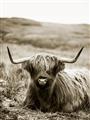 Picture of Furry Brown Cow _GroupedProduct_Rectangle_Portrait_Photography _GroupedProduct_Rectangle_Portrait_Unframed_Print_Only_