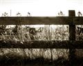 Picture of Farm Fence _GroupedProduct_Rectangle_Landscape_Photography _GroupedProduct_Rectangle_Landscape_Unframed_Print_Only_