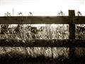 Picture of Farm Fence _GroupedProduct_Rectangle_Landscape_Photography _GroupedProduct_Rectangle_Landscape_Unframed_Print_Only_