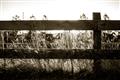 Picture of Farm Fence _GroupedProduct_Rectangle_Landscape_Photography _GroupedProduct_Rectangle_Landscape_Unframed_Print_Only_