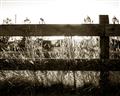 Picture of Farm Fence _GroupedProduct_Rectangle_Landscape_Photography _GroupedProduct_Rectangle_Landscape_Unframed_Print_Only_