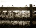 Picture of Farm Fence _GroupedProduct_Rectangle_Landscape_Photography _GroupedProduct_Rectangle_Landscape_Unframed_Print_Only_
