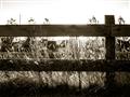 Picture of Farm Fence _GroupedProduct_Rectangle_Landscape_Photography _GroupedProduct_Rectangle_Landscape_Unframed_Print_Only_