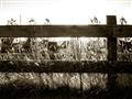 Picture of Farm Fence _GroupedProduct_Rectangle_Landscape_Photography _GroupedProduct_Rectangle_Landscape_Unframed_Print_Only_