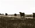 Picture of Cow Field  _GroupedProduct_Rectangle_Landscape_Photography _GroupedProduct_Rectangle_Landscape_Unframed_Print_Only_