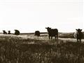 Picture of Cow Field  _GroupedProduct_Rectangle_Landscape_Photography _GroupedProduct_Rectangle_Landscape_Unframed_Print_Only_