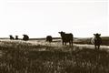 Picture of Cow Field  _GroupedProduct_Rectangle_Landscape_Photography _GroupedProduct_Rectangle_Landscape_Unframed_Print_Only_