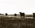 Picture of Cow Field  _GroupedProduct_Rectangle_Landscape_Photography _GroupedProduct_Rectangle_Landscape_Unframed_Print_Only_