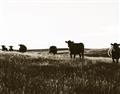 Picture of Cow Field  _GroupedProduct_Rectangle_Landscape_Photography _GroupedProduct_Rectangle_Landscape_Unframed_Print_Only_