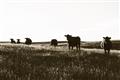Picture of Cow Field  _GroupedProduct_Rectangle_Landscape_Photography _GroupedProduct_Rectangle_Landscape_Unframed_Print_Only_