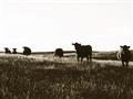 Picture of Cow Field  _GroupedProduct_Rectangle_Landscape_Photography _GroupedProduct_Rectangle_Landscape_Unframed_Print_Only_