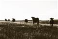 Picture of Cow Field  _GroupedProduct_Rectangle_Landscape_Photography _GroupedProduct_Rectangle_Landscape_Unframed_Print_Only_
