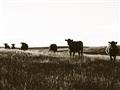 Picture of Cow Field  _GroupedProduct_Rectangle_Landscape_Photography _GroupedProduct_Rectangle_Landscape_Unframed_Print_Only_