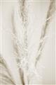 Picture of Whispy Pampas _GroupedProduct_Rectangle_Portrait_Photography _GroupedProduct_Rectangle_Portrait_Unframed_Print_Only_