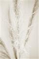 Picture of Whispy Pampas _GroupedProduct_Rectangle_Portrait_Photography _GroupedProduct_Rectangle_Portrait_Unframed_Print_Only_