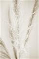Picture of Whispy Pampas _GroupedProduct_Rectangle_Portrait_Photography _GroupedProduct_Rectangle_Portrait_Unframed_Print_Only_