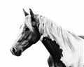 Picture of Spotted Horse _GroupedProduct_Rectangle_Landscape_Photography _GroupedProduct_Rectangle_Landscape_Unframed_Print_Only_
