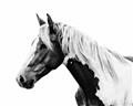 Picture of Spotted Horse _GroupedProduct_Rectangle_Landscape_Photography _GroupedProduct_Rectangle_Landscape_Unframed_Print_Only_