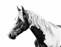 Picture of Spotted Horse _GroupedProduct_Rectangle_Landscape_Photography _GroupedProduct_Rectangle_Landscape_Unframed_Print_Only_
