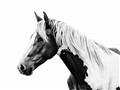 Picture of Spotted Horse _GroupedProduct_Rectangle_Landscape_Photography _GroupedProduct_Rectangle_Landscape_Unframed_Print_Only_