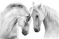 Picture of Face Off Horses _GroupedProduct_Rectangle_Landscape_Photography _GroupedProduct_Rectangle_Landscape_Unframed_Print_Only_