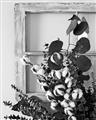 Picture of Farmhouse Arrangement I  _GroupedProduct_Rectangle_Portrait_Photography _GroupedProduct_Rectangle_Portrait_Unframed_Print_Only_