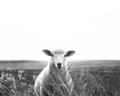 Picture of Field Sheep  _GroupedProduct_Rectangle_Landscape_Photography _GroupedProduct_Rectangle_Landscape_Unframed_Print_Only_