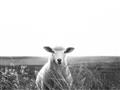 Picture of Field Sheep  _GroupedProduct_Rectangle_Landscape_Photography _GroupedProduct_Rectangle_Landscape_Unframed_Print_Only_