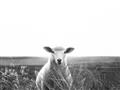 Picture of Field Sheep  _GroupedProduct_Rectangle_Landscape_Photography _GroupedProduct_Rectangle_Landscape_Unframed_Print_Only_