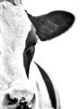 Picture of Side Cow _GroupedProduct_Rectangle_Portrait_Photography _GroupedProduct_Rectangle_Portrait_Unframed_Print_Only_