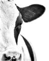 Picture of Side Cow _GroupedProduct_Rectangle_Portrait_Photography _GroupedProduct_Rectangle_Portrait_Unframed_Print_Only_
