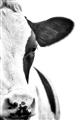 Picture of Side Cow _GroupedProduct_Rectangle_Portrait_Photography _GroupedProduct_Rectangle_Portrait_Unframed_Print_Only_