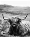 Picture of Furry Brown Cow _GroupedProduct_Rectangle_Portrait_Photography _GroupedProduct_Rectangle_Portrait_Unframed_Print_Only_
