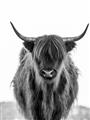 Picture of B&W Highland _GroupedProduct_Rectangle_Portrait_Photography _GroupedProduct_Rectangle_Portrait_Unframed_Print_Only_