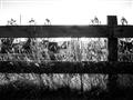 Picture of Farm Fence _GroupedProduct_Rectangle_Landscape_Photography _GroupedProduct_Rectangle_Landscape_Unframed_Print_Only_