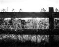 Picture of Farm Fence _GroupedProduct_Rectangle_Landscape_Photography _GroupedProduct_Rectangle_Landscape_Unframed_Print_Only_