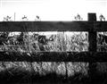 Picture of Farm Fence _GroupedProduct_Rectangle_Landscape_Photography _GroupedProduct_Rectangle_Landscape_Unframed_Print_Only_