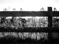 Picture of Farm Fence _GroupedProduct_Rectangle_Landscape_Photography _GroupedProduct_Rectangle_Landscape_Unframed_Print_Only_