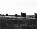 Picture of Cow Field  _GroupedProduct_Rectangle_Landscape_Photography _GroupedProduct_Rectangle_Landscape_Unframed_Print_Only_