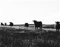 Picture of Cow Field  _GroupedProduct_Rectangle_Landscape_Photography _GroupedProduct_Rectangle_Landscape_Unframed_Print_Only_