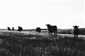 Picture of Cow Field  _GroupedProduct_Rectangle_Landscape_Photography _GroupedProduct_Rectangle_Landscape_Unframed_Print_Only_